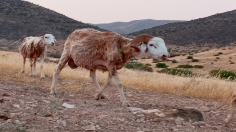 الجفاف يخيم على منطقة الريف..ندرة المياه وتضرر المراعي يفاقم الأزمة..عقادي نيوز