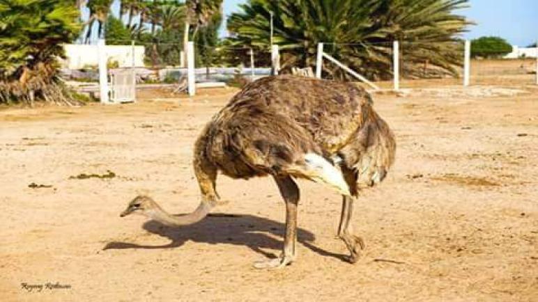 تربية النعام بالداخلة ..البشير الغردك