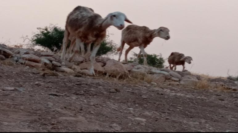 الجفاف يعصف بالموسم الفلاحي ويكبد الفلاحين خسائر فادحة بالدريوش..عقادي نيوز